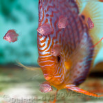 Turquoise discus with fry