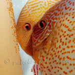 Discus fish with spawn