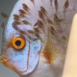 Fry on discus fish's skin