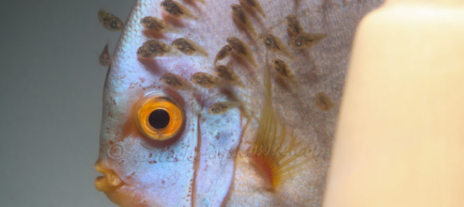 Fry on discus fish's skin