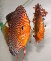 Discus fish with fry