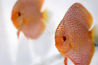 Paletki w kwarantannie