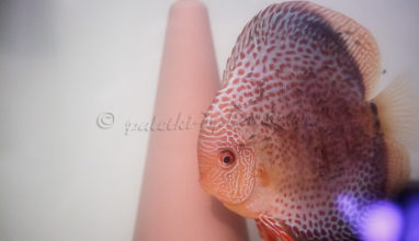 Paletka karmiąca młode wydzieliną skóry