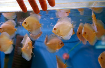 Młode paletki blue-diamond