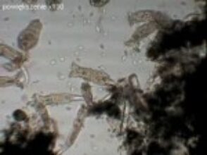 Wrotki w akwarium – film