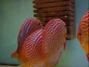 Ikra paletek na gąbce – film