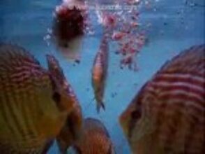 Karmienie granulatem – film