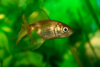 Złota rybka - karaś