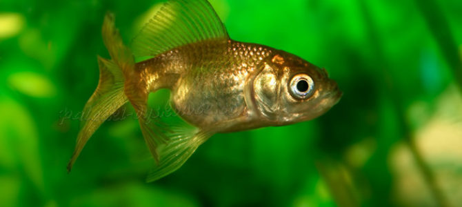 Złota rybka - karaś