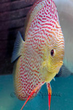 Paletka Leopard Snake skin