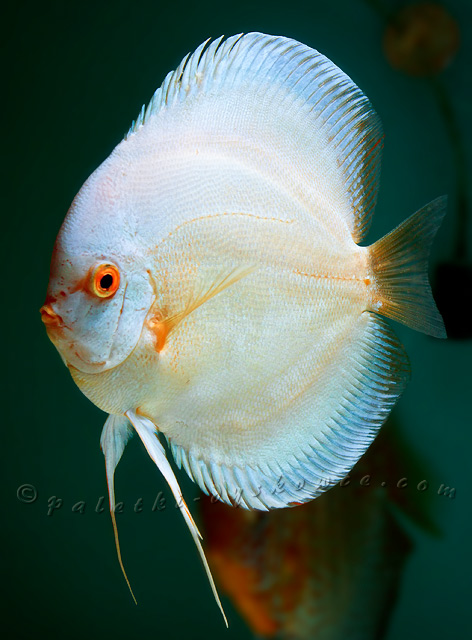 Blue-diamond female discus fish