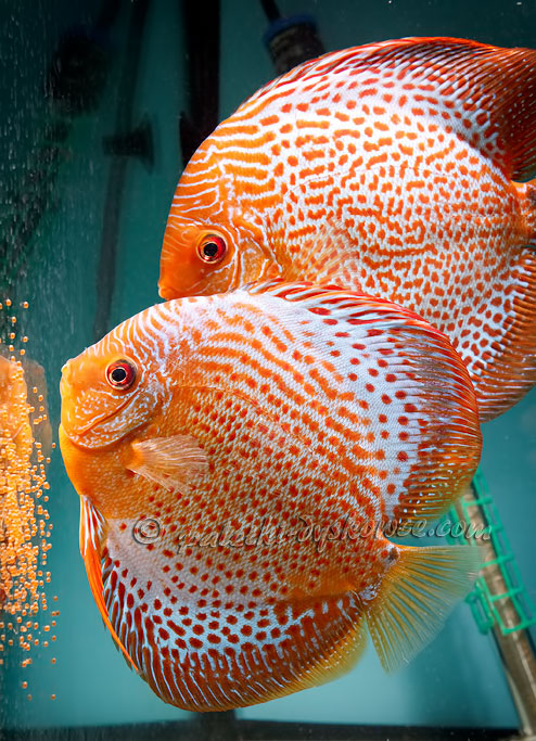 Discus fish spawning on aquarium glass