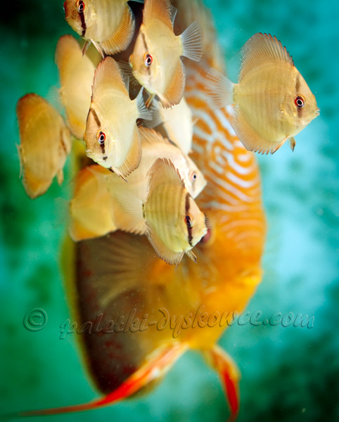 Young discus fish with adult fish