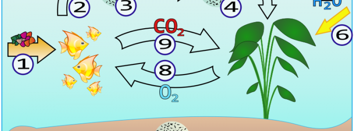Cykl azotowy w akwarium