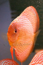 Paletka leopard snake skin